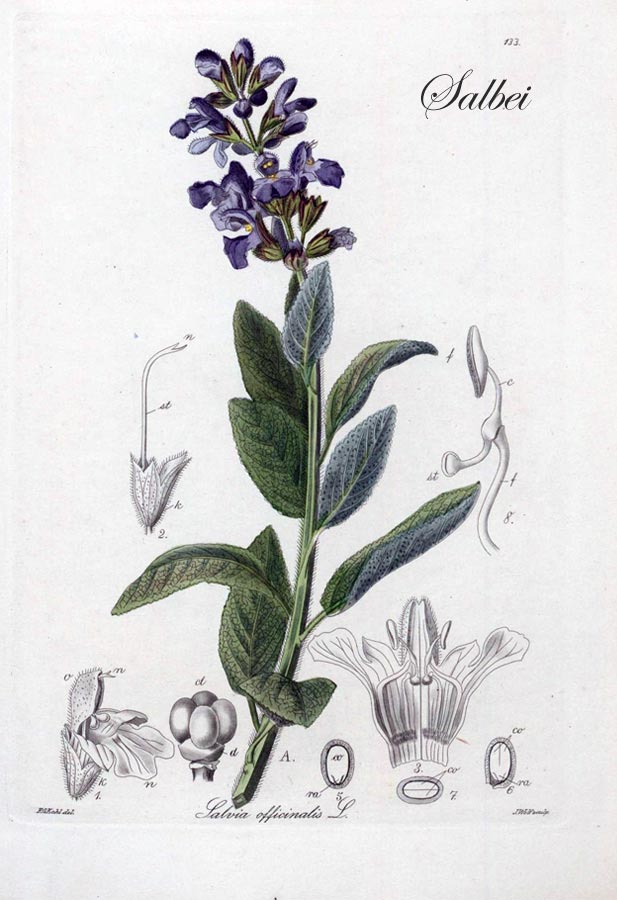 Illustration von Salbei (lat. Salvia officinalis)